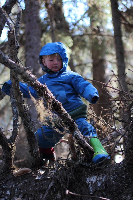 Making his way around branches as he navigates a log in a patch of forest near home. The best kind of play.