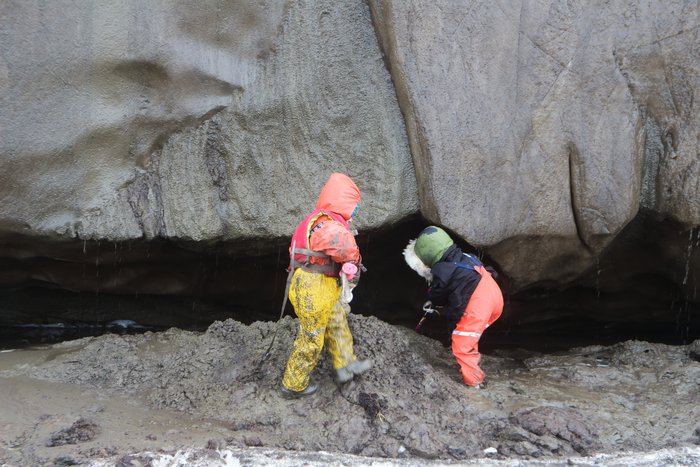 Lituya and Katmai explore the mud oozing off an eroding permafrost bank.
