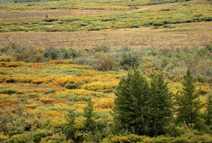 Cottonwoods, willows and tundra make a colorful carpet in the flats of the South Fork Koktuli.