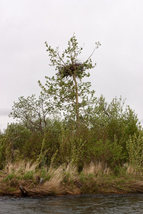 Bald eagle's nest in a willow on the South Fork Koktuli River.