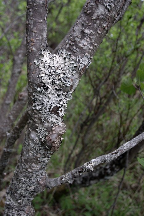 Lichen on an alder along the Koktuli River.