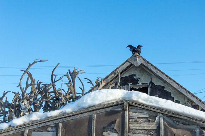 Two ravens perch atop an abandoned cabin on Kotzebue's Front Street. 