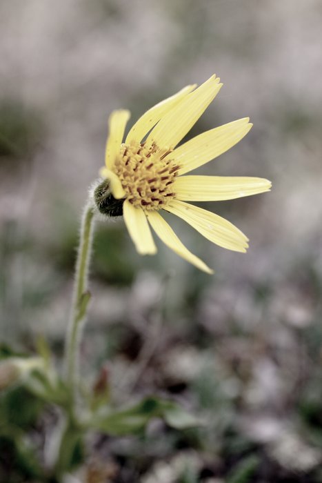 Daisy-like flower on the tundra (undersaturated). 