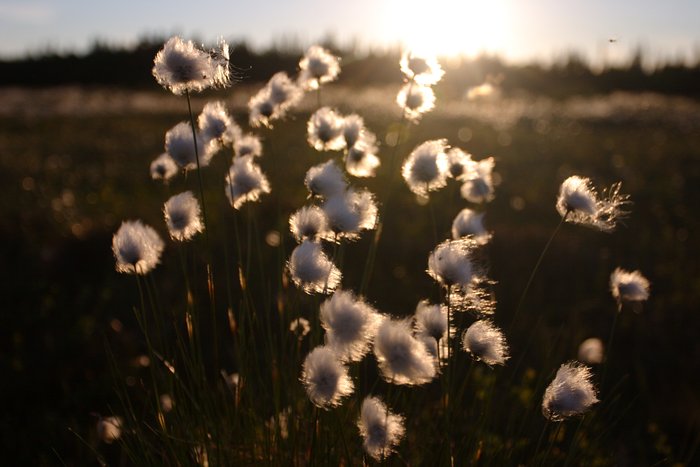 Cotton grass glows in the evening light.