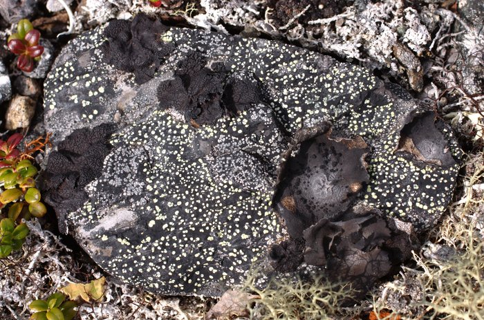 Lichen-covered rock on the tundra.