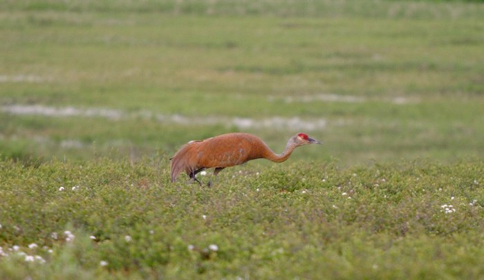 Sandhill crane walking on the tundra.