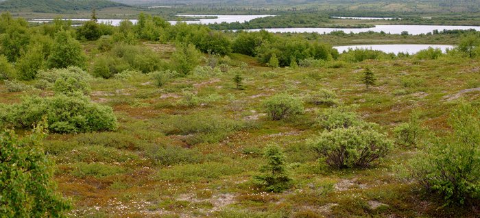 Small lakes are scattered across the tundra near the Kvichak River. 