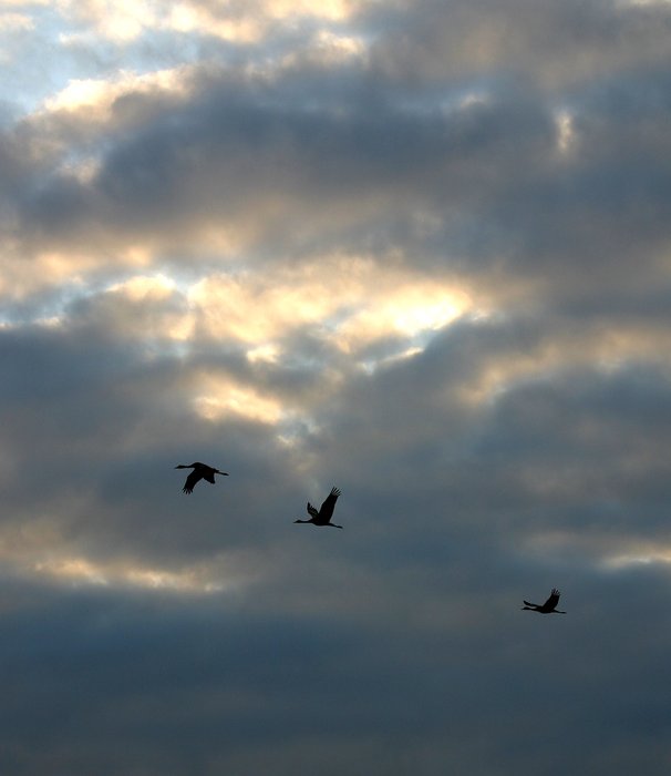 Sandhill cranes silhouetted against the evening sky.