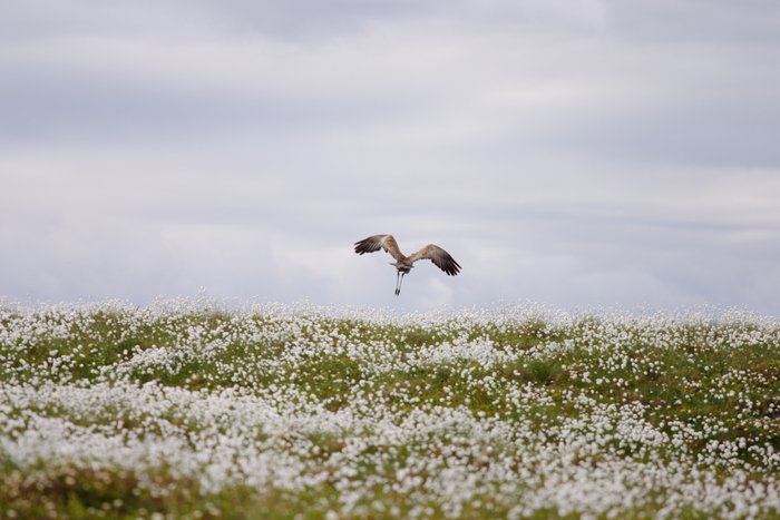 Sandhill crane taking off from a cotton grass hill. 