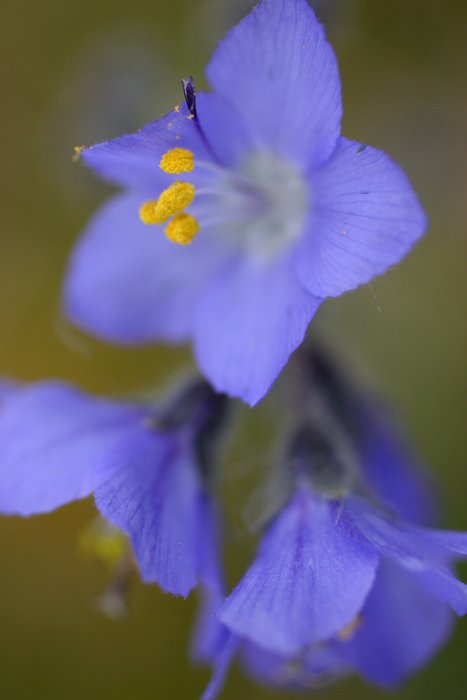 Blue wildflower near the Kvichak River.