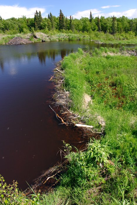 Looking along a grassy beaver dam above the Kvichak River.