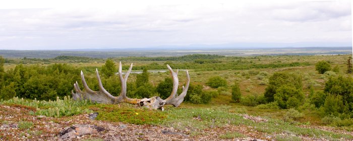 Moose skull on a tundra hill, looking out towards the Kvichak River.