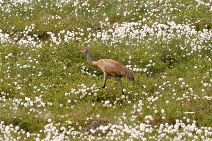 Sandhill crane walking through the cotton grass.