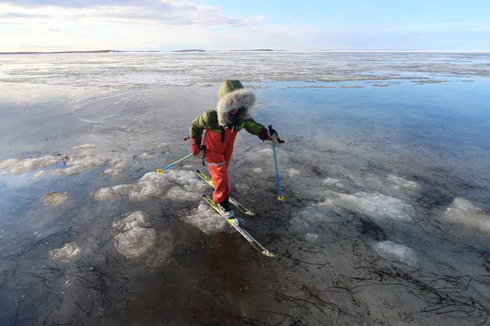 Katmai skis over ice laced with eelgrass along the western edge of Kotzebue Sound.