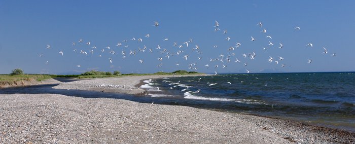 Arctic terns flying over the beach on Lake Iliamna. 