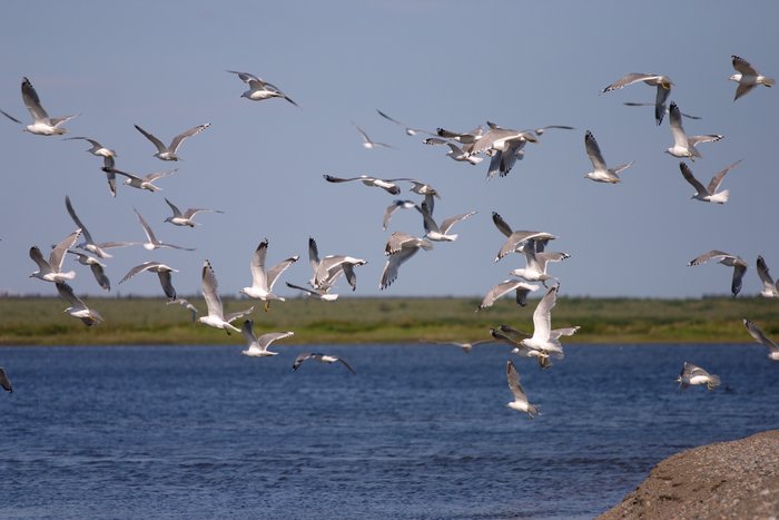 Seagulls taking off from a beach burm on Lake Iliamna. 