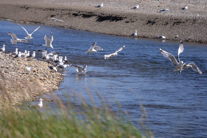 Seagulls fishing on Lake Iliamna.