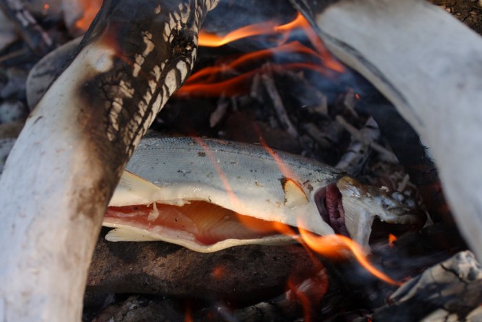 Cooking rainbow trout in the fire, from Lake Iliamna. 