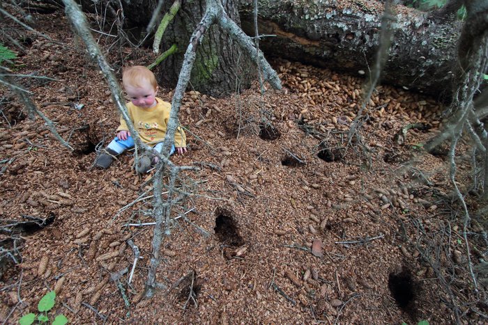 Lituya explores the spruce cones in the squirrel castle