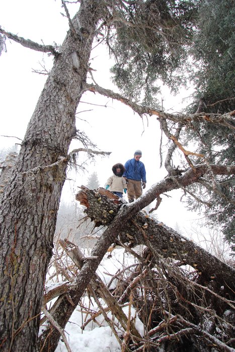 Scrambling downed trees in a snow storm