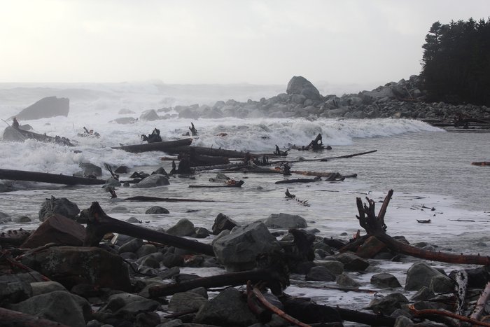 After piling up at the mouth, the outgoing tide sends logs through the churning entrance of Sitkagi Lagoon.