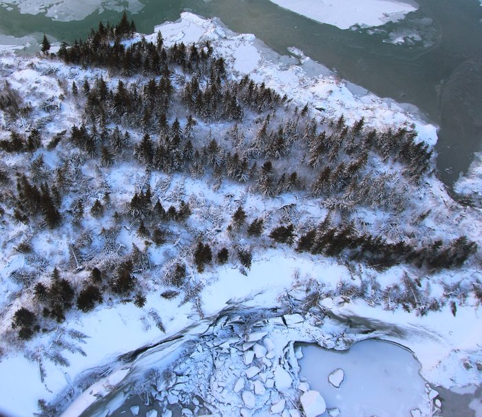 This forested fragment of Malaspina glacier is calving away on two sides, and the intervening forest is stretching, opening crevasses that swallow large trees.