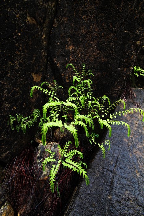 This species of fern is common on the serpentine soil of Red Mountain, but is found nowhere else in Southcentral Alaska.