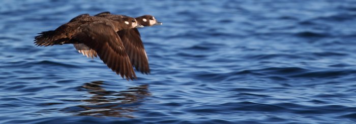 Two harlequin ducks flying in close formation.