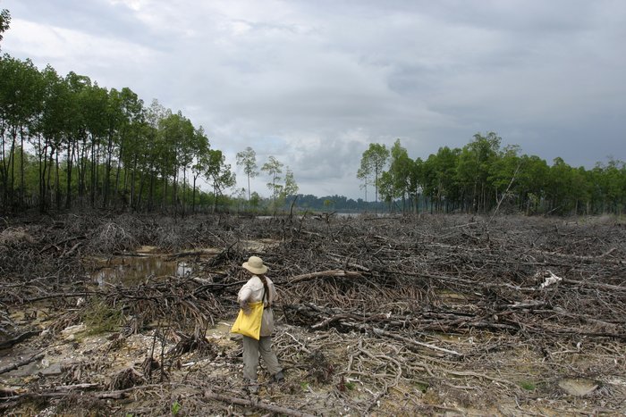 At the northwest end of Simeulue Island off Sumatra, the 26 December 2004 tsunami flooded coastal mangroves, then withdrew violently and flattened them.  <a href="http://www2.humboldt.edu/geology/faculty_staff/detail/22/">Lori Dengler</a> of Humboldt State University in California surveys the damage in April 2005.