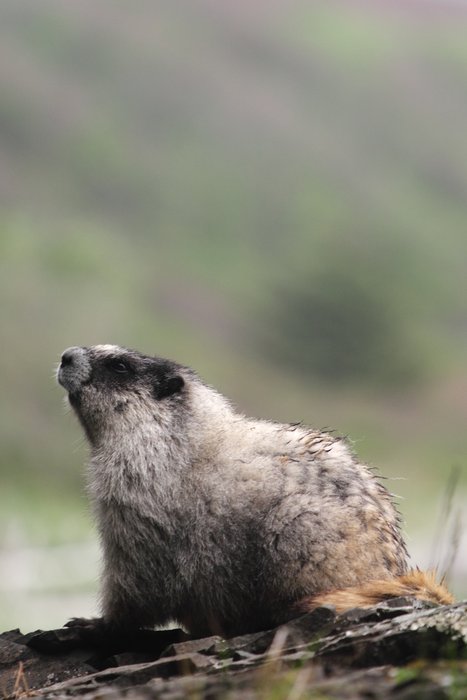 Hoary marmot near the shore