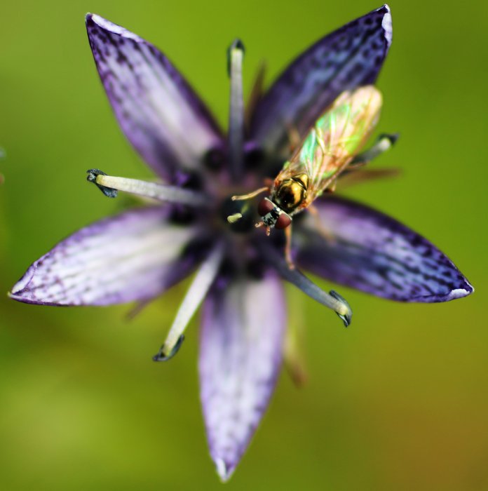 This metalic fly serves as a nice accent to the star gentian.