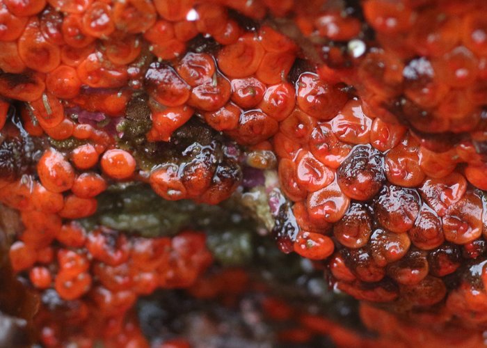 Red social tunicate