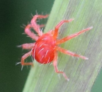 I've often seen these red specs, but never close enough to see their magnificent hairs.