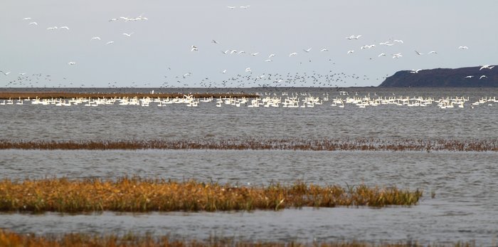 Hundreds of swans, geese and ducks gathered on the Noatak Delta, likely preparing to fly south before the oncoming fall.