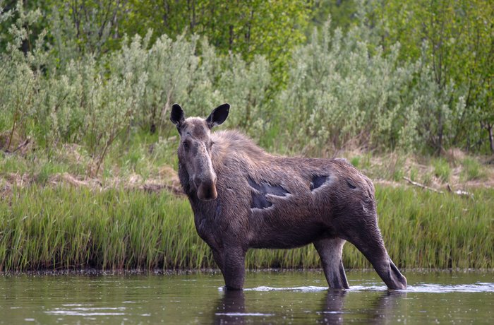 Moose wading in the Mulchatna River.