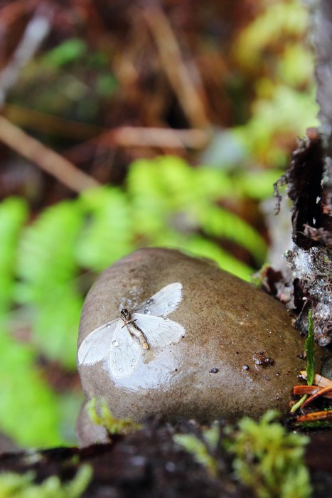 This is likely the moth form of Bruce's Spanworm.  Not sure about the mushroom (growing on rotton Sitka Alder).
