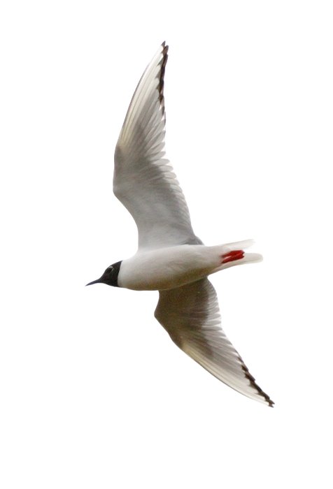Bonaparte's gull in flight, above the Mulchatna River.