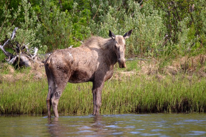 Moose wading in the Mulchatna River.