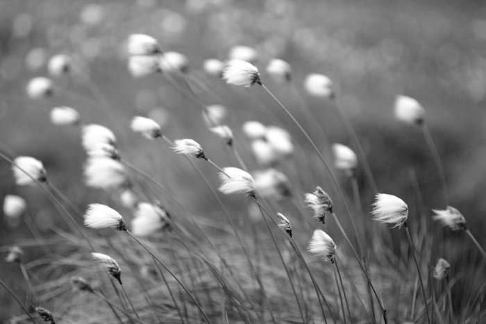 Cotton grass blowing in the wind, above the Mulchatna River. 