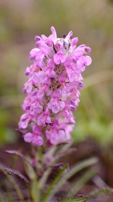 Lousewort in the tundra, above the Mulchatna River. 