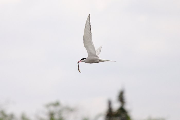 Arctic tern with a meal plucked from the Mulchatna River. 