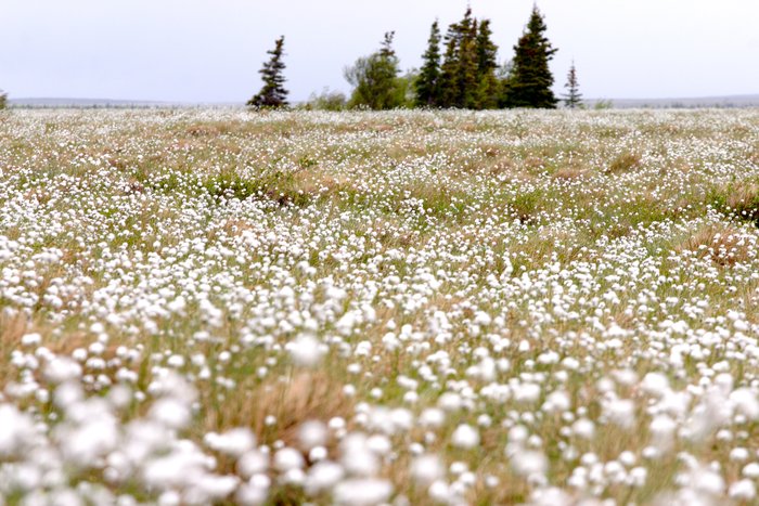 Black spruce stand poking above a sea of cotton grass, above the Mulchatna River. 