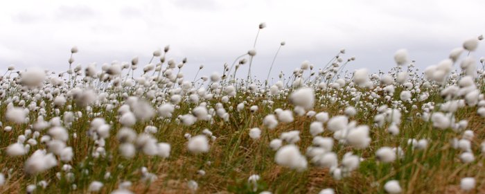 Cotton grass blowing in the wind, above the Mulchatna River.