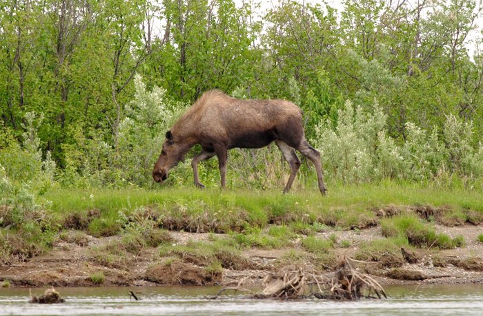 Moose along the banks of the Mulchatna River. 