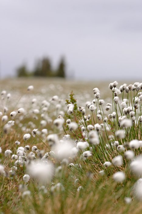 Cotton grass field, above the Mulchatna River. 
