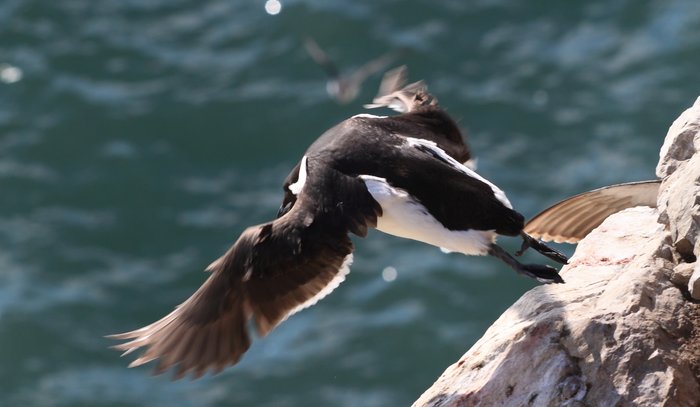 Murres are diving birds, adapted to swimming as much as to flying.  This means they're rather heavy and put a lot into launching off their cliff rookery perches.