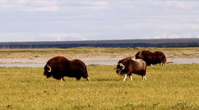 Musk oxen (<em>Ovibos moschatus<em?>) near the Sagavanirktok River.