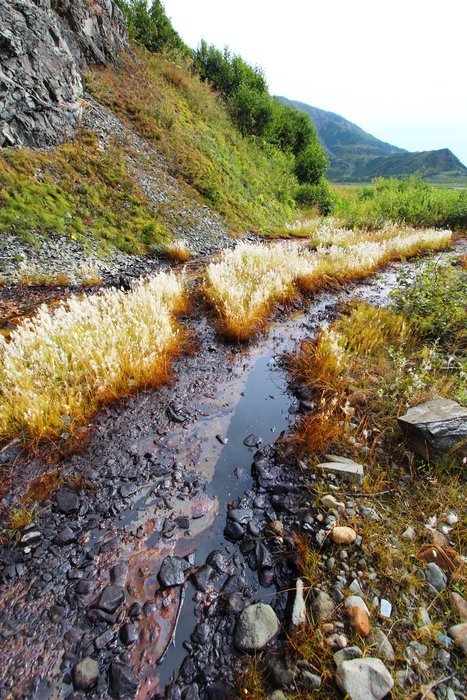 Oil seeps from the ground in the Samovar Hills and is carried away by a small stream.