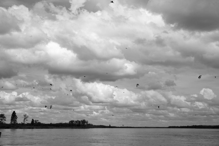 Swallows speckle the sky over the Nushagak River. 