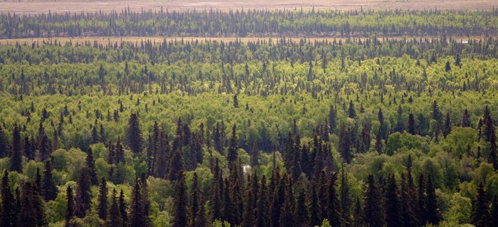 Forests along the Nushagak River.